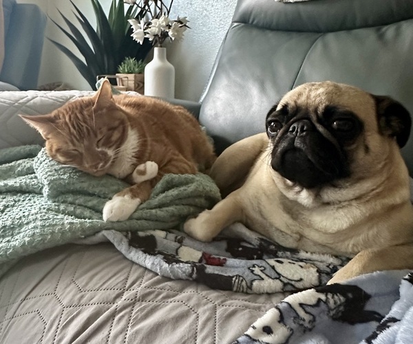 Medium Photo #19 Pug Puppy For Sale in CEDAR RAPIDS, IA, USA