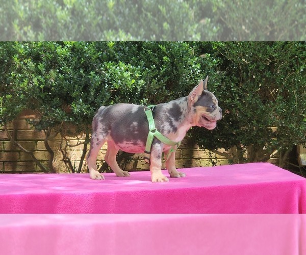 Medium Photo #7 French Bulldog Puppy For Sale in CONYERS, GA, USA