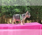 Small #6 French Bulldog
