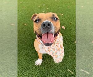 Mutt Dogs for adoption in Baytown, TX, USA