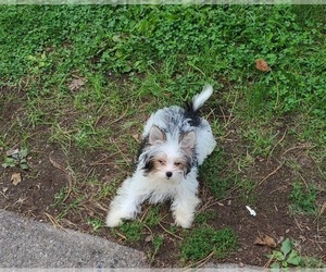 Biewer Terrier Puppy for sale in VERO BEACH, FL, USA