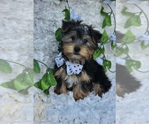 Yorkshire Terrier Puppy for sale in INDIANAPOLIS, IN, USA