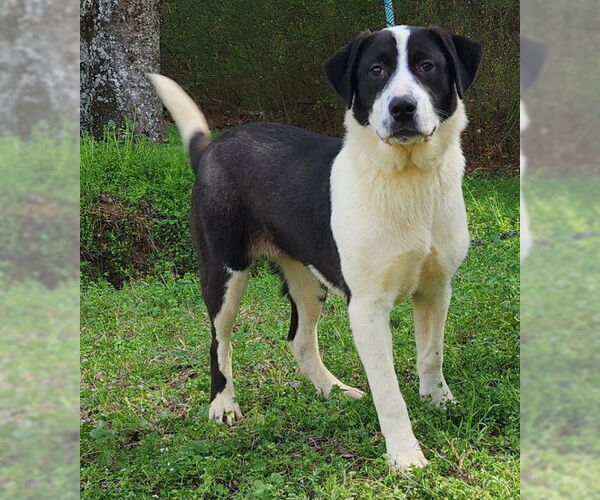 Medium Photo #5 Labrenees Puppy For Sale in Wetumpka, AL, USA