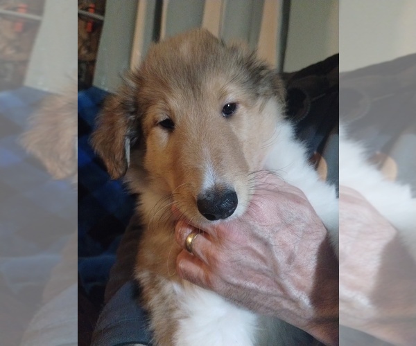 Medium Photo #4 Collie Puppy For Sale in HARVEY, ND, USA