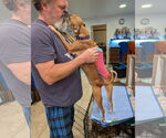 Small #1 Chiweenie
