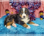 Puppy Norway Bernese Mountain Dog