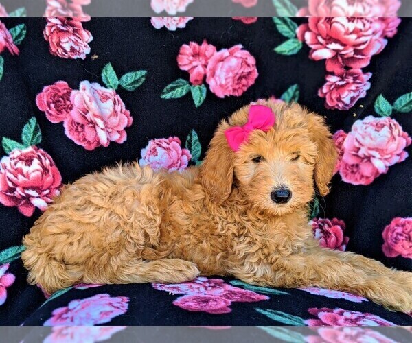 Medium Photo #5 Goldendoodle Puppy For Sale in NEW PROVIDENCE, PA, USA