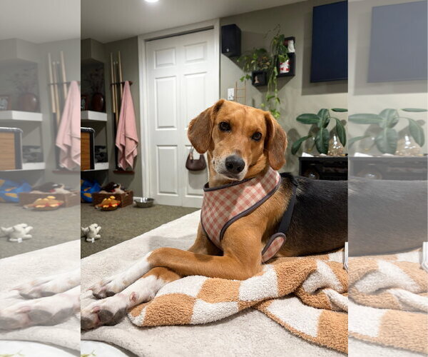 Medium Photo #1 American Foxhound-Unknown Mix Puppy For Sale in Oakhurst, NJ, USA