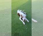 Small #1 Boxer Mix