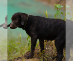 Small #2 Labrador Retriever