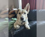 Small #4 Basset Hound-Welsh Corgi Mix