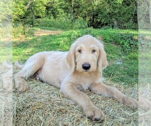 Labradoodle-Poodle (Standard) Mix Puppy for sale in LINDEN, TN, USA