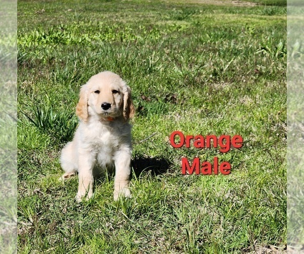 Medium Photo #28 Goldendoodle Puppy For Sale in CLARKSVILLE, TX, USA