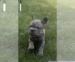 Small #3 French Bulldog