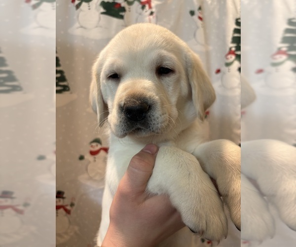 Medium Photo #3 Labrador Retriever Puppy For Sale in FAYETTEVILLE, OH, USA