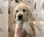 Small #2 Labrador Retriever
