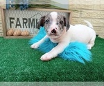 Small Photo #1 French Bullhuahua Puppy For Sale in CARTHAGE, TX, USA