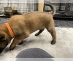 Small Photo #89 Belgian Malinois Puppy For Sale in REESEVILLE, WI, USA