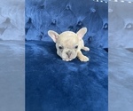 Small Photo #37 French Bulldog Puppy For Sale in HOUSTON, TX, USA