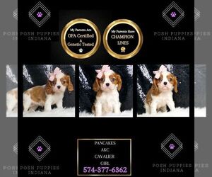 Cavalier King Charles Spaniel Puppy for sale in WARSAW, IN, USA