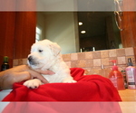 Small Photo #10 Goldendoodle Puppy For Sale in FAIRFIELD, CA, USA