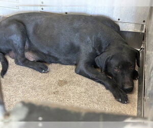Labrador Retriever-Unknown Mix Dogs for adoption in San Bernardino, CA, USA