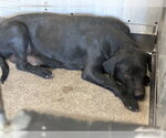 Small Labrador Retriever Mix
