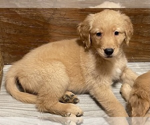Golden Retriever Puppy for Sale in BELLEVUE, Washington USA