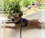 Small #1 Mutt