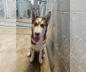 Arroz - Male Siberian Husky Dog for Adoption - Photo #3