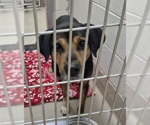 Rottweiler-Unknown Mix Dogs for adoption in Decatur, IL, USA