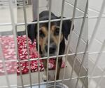 Small Rottweiler Mix