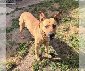 German Shepherd Dog-Unknown Mix Dogs for adoption in Modesto, CA, USA