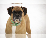 Small Photo #1 Boxer Puppy For Sale in SHIPSHEWANA, IN, USA