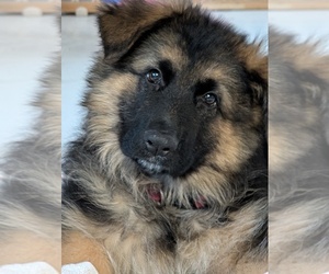 German Shepherd Dog Puppy for sale in BRADFORD, OH, USA