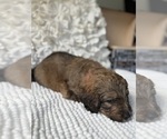 Small #11 Bernedoodle