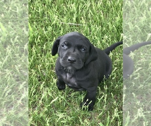 German Shorthaired Lab Puppy for sale in MITCHELL, SD, USA
