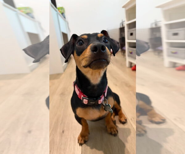 Medium Photo #1 Dachshund-Unknown Mix Puppy For Sale in Greenville, SC, USA