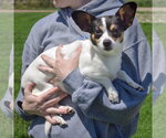 Small #1 Jack-Rat Terrier