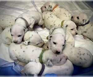 Dalmatian Puppy for sale in BOONEVILLE, MS, USA
