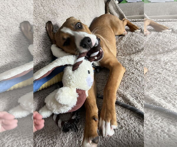 Medium Photo #2 Mutt Puppy For Sale in East Derry, NH, USA