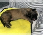 Small Photo #248 Belgian Malinois Puppy For Sale in REESEVILLE, WI, USA