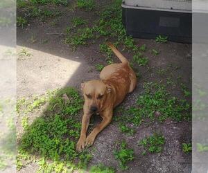 American Staffordshire Terrier Dogs for adoption in San Antonio, TX, USA
