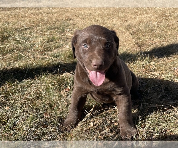 Medium Photo #1 Labrador Retriever Puppy For Sale in HUDSON, CO, USA