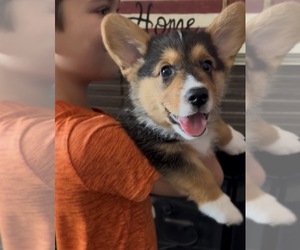 Pembroke Welsh Corgi Puppy for Sale in CERES, California USA