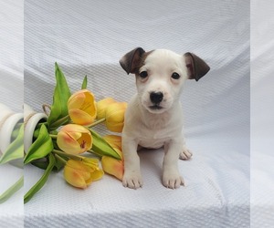 Jack Russell Terrier Puppy for sale in SANDOWN, NH, USA