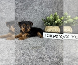 Yorkshire Terrier Puppy for sale in INDIANAPOLIS, IN, USA
