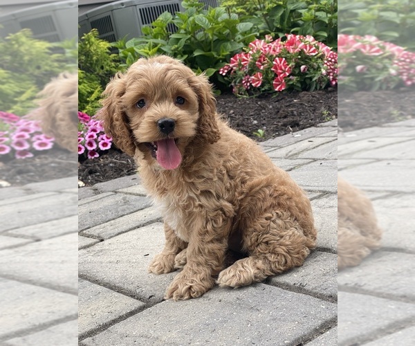 Medium Photo #5 Cockapoo Puppy For Sale in CANOGA, NY, USA