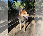 Small #1 German Shepherd Dog Mix