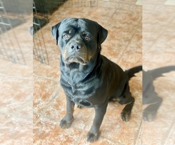 Medium Photo #4 Rottweiler Puppy For Sale in MIAMI, FL, USA